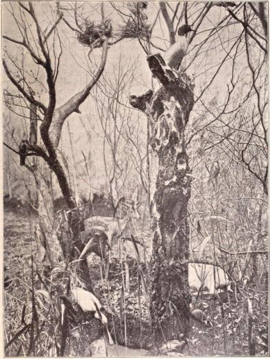 Interiörer från Biologiska Muséet å Utställningen. I. Skogsparti med rådjur och häckande foglar m. m.<bEfter fotografier från B. Orling, Stockholm (se sid. 114).