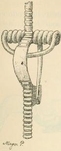 Fig. 12. Fibula af brons. Melsted, »gr. 2», Bornholm.