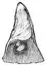 Fig. 3.<bNaturlig storlek.