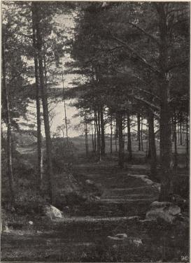 Åmåls folkpark, Örnässkogen.<b<smalFoto Janson, Åmål.</smal