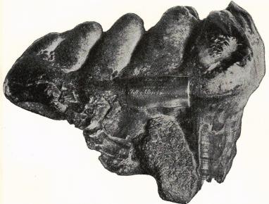Visdomstand av Mastodon Indium. Erie von Rosens vackra gåva. Visdomstand av Mastodon Indium. Erie von Rosens vackra gåva.