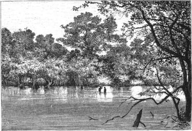 Flodlandskap i Senegambien.