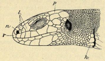 Fig. 3. Hoved af Markfirben (Lacerta agilis). Han.<br Snudeskjold (Rostrale); n Næseskjold (Nasale); l Tøjleskæl (Lorealia); p Isseskjold; h Halsbaand.