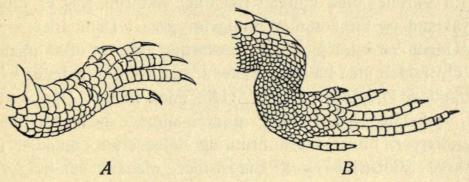 Fig. 4. Højre Forfod A og Bagfod B af Markfirben; viser Forskellen i Kløernes Længde.