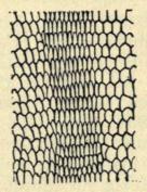 Fig. 5. Parti af Skælklædningen paa Ryggen af Markfirbenet; viser Længdebæltet af smalle Skæl, tydelig afgrænset fra de større Skæl paa begge Sider.