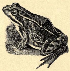 Fig. 63. Den butsnudede Frø<b(Rana platyrrhinus).