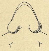 Fig. 65. Den butsnudede Frø;<bHannens udspilede Kvækkeposer.