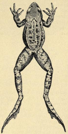 Fig. 67. Springfrøen (Rana agilis).