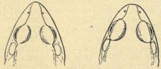 Fig. 68. Hoved af to Eksemplarer af Springfrøen;<bviser Variationen af Snudens Form.