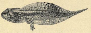 Fig. 70. Haletudse af Springfrøen (naturl. St.). Fig. 70. Haletudse af Springfrøen (naturl. St.).
