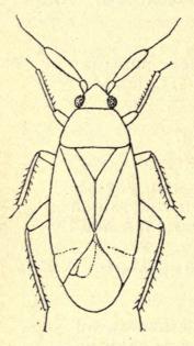 Fig. 167. Atractotomus<bmagnicörnis Fall. ♀.