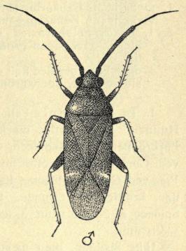 Fig. 168. Criocoris crassicornis Hahn. ♂.
