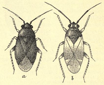 Fig, 170. a Chlamydatus pulicarius Fall. ♀.<bb Neocoris Bohemani Fall.