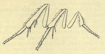 Fig. 15. Ben af Agrotis med Pigbørster. (Efter Lederer.) Fig. 15. Ben af Agrotis med Pigbørster. (Efter Lederer.)