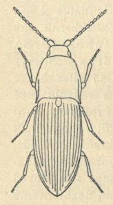 Fig. 129. Cryptohypnus pulchéllus.