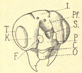 Fig. 1. Hovedet af en Pteronus, set skraat forfra.