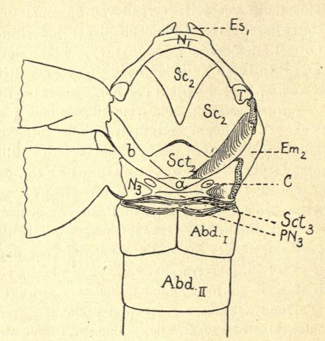 Fig. 2. Thorax af en Allantus, set ovenfra.