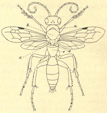 Fig. 1 A. En Hveps (Priocnemis).<ba Forbrystet (Prothorax), b Mellembrystet (Mesothorax), c Scutellen, d Bagscutellen, e Brystets Bagside (segmentum mediale), f Hoftering.