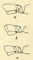 Fig. 50. De to første<bBagkropsled, set fra Siden, af<ba Anchistrocerus callosus,<bb A. parietinus, c A. parietum.