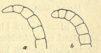 Fig. 52.<bHannens Følerspids hos<ba Odynerus murarius,<bb O. crassicornis.