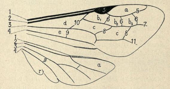 Fig. 1. For- og Bagvinge af en Bi, skematisk fremstillet.