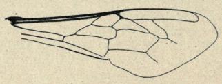 Fig. 32. Forvinge af Apis.