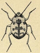 Fig. 155.<bOmophron limbatum.