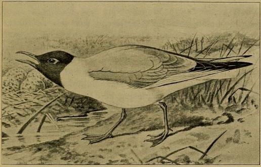 Fig. 2. Hættemaage i Sommerdragt. (Efter Forbes i British Birds).