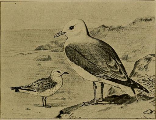 Fig. 3. Stormmaage i Sommerdragt, bagved en Ungfugl.<b(Efter Forbes i British Birds).