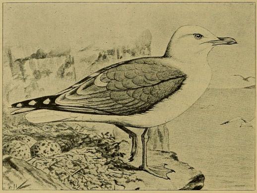 Fig. 4. Sølvmaage. (Efter Forbes i British Birds).