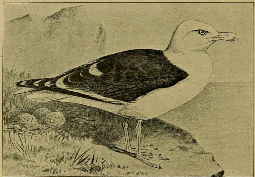 Fig. 6. Svartbag. (Efter Forbes i British Birds).