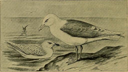 Fig. 8. Hvidvinget Maage. (Efter Forbes i British Birds). Fig. 8. Hvidvinget Maage. (Efter Forbes i British Birds).
