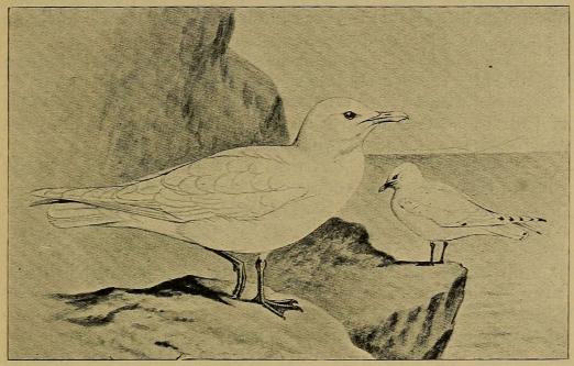Fig. 9. Ismaager, gammel og ung Fugl. (Efter Forbes i British Birds).