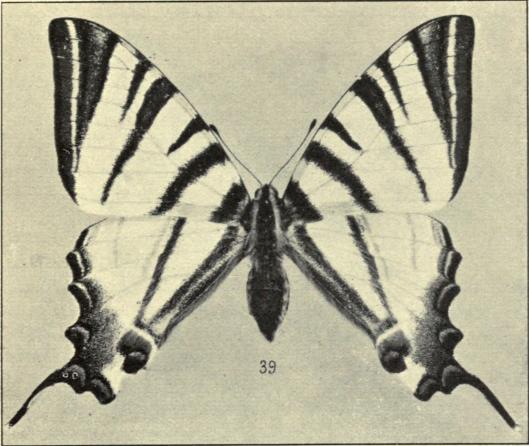 39. Papilio podalirius.