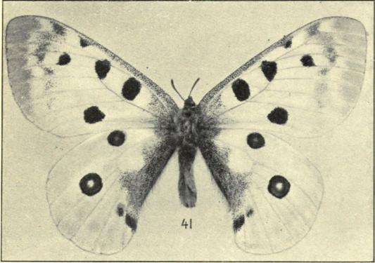 41. Parnassius apollo ♂.