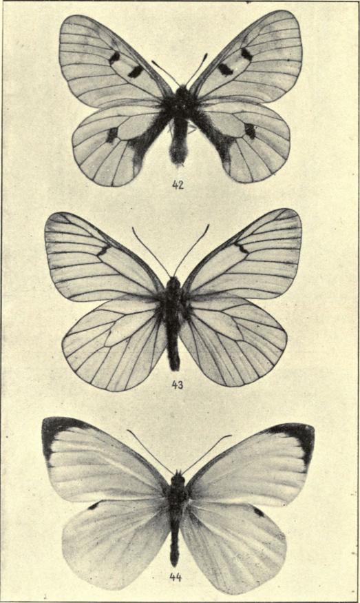 42. Parnassius mnemosyne ♂. 43. Aporia cratægi. 44. Pieris brassicæ ♂.