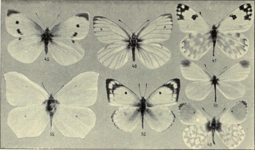 45. Pieris rapæ ♀. 46. P. napi ♂. 47. P. daplidice ♂. 49. Euchloë cardamines ♂. 50. Leptidia sinapis ♀. 52. Colias hyale ♂. 55. Gonepteryx rhamni ♂.