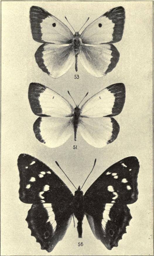 51. Colias palæno ♂. 53. C. edusa ♂. 56. Apatura iris ♂.