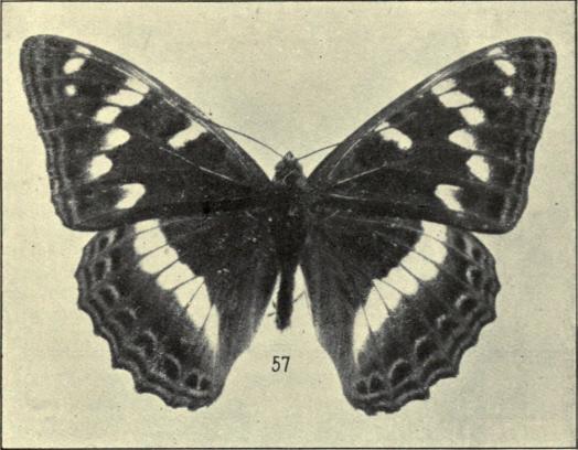57. Limenitis populi.