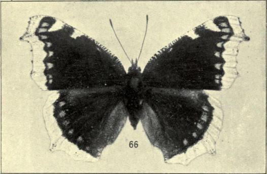 66. Vanessa antiopa.