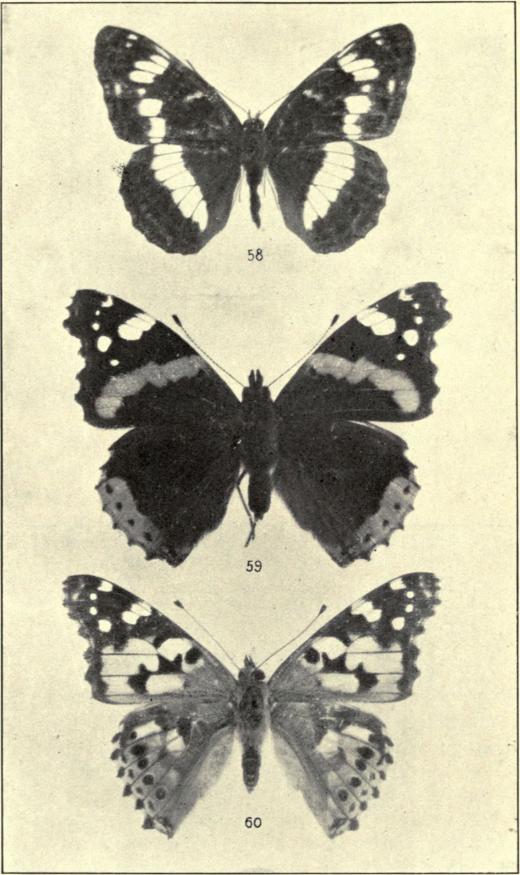 58. Limenitis sibylla ♂. 59. Pyrameis atalanta ♂. 60. P. cardui ♂.