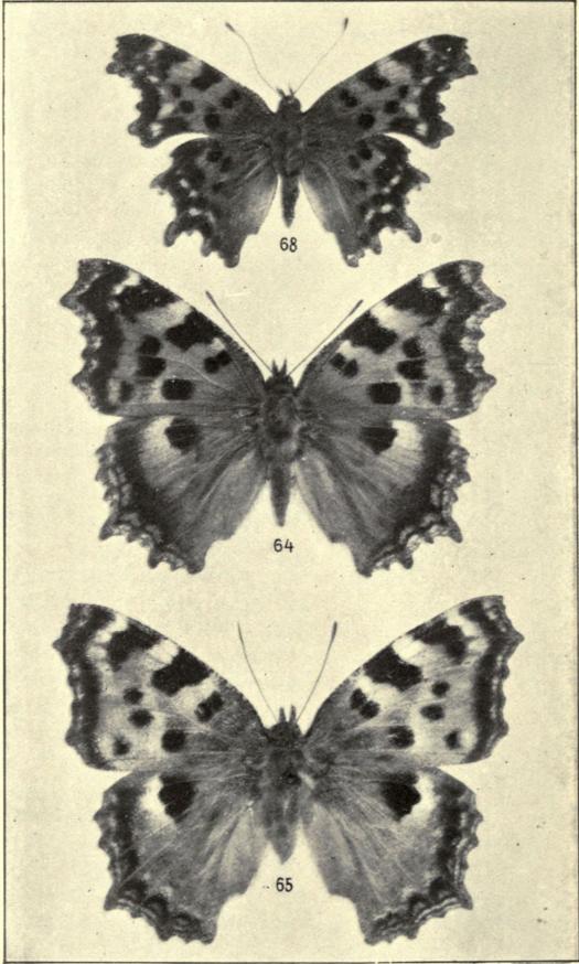 64. Vanessa xanthomelas. 65. V. polychloros. 68. Polygonia C album.