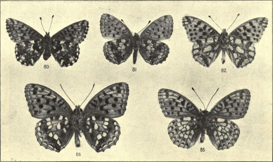 80. Argynnis pales var. arsilache (Unders.). 81. A. ino (Unders.). 82. Argynnis lathonia ♂ (Unders.). 85. A. niobe ♂ (Unders.). 86. Argynnis adippe ♂ (Unders.).