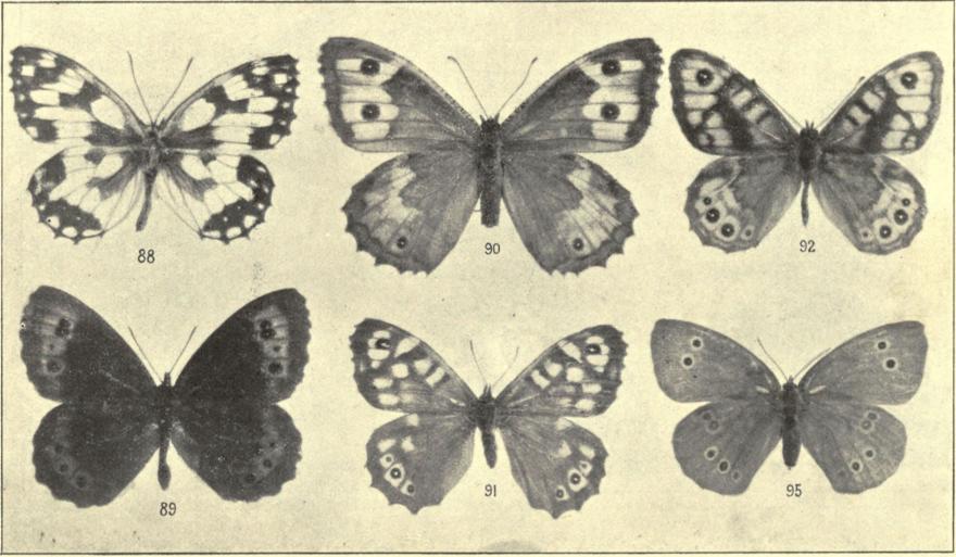 88. Melanargia galathea. 89. Erebia ligea. 90. Satyrus semele ♀. 91. Pararge egeria var. egerides. 92. Pararge megæra ♂. 95. Aphantopus hyperanthus ♀.