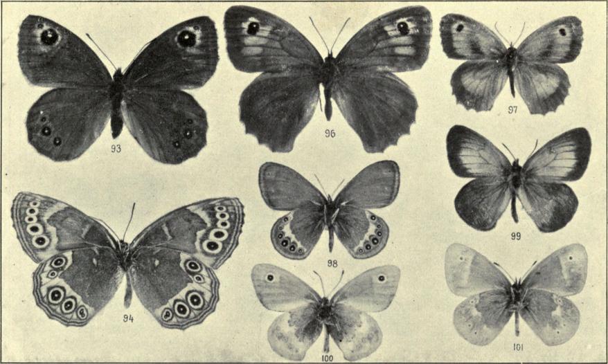 93. Pararge mæra. 94. P. achine (Unders.). 96. Epinephele jurtina ♀. 97. Epinephele tithonus ♂. 98. Coenonympha hero ♂ (Unders.). 99. C. arcania. 100. Coenonympha pamphilus ♂ (Unders.). 101. C. tiphon ♂ (Unders.).