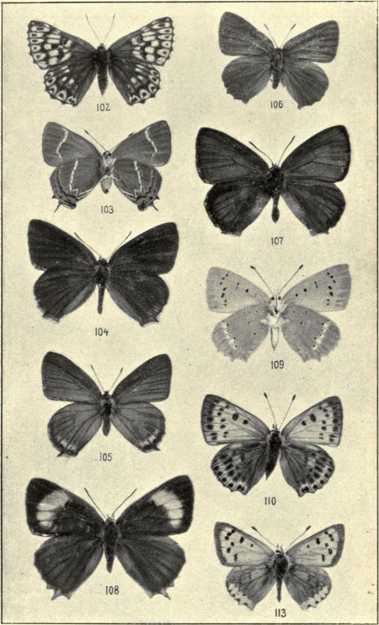 102. Nemeobius lucina. 103. Thecla w album (Unders.). 104. T. ilicis ♂. 105. T. pruni ♂. 106. Callophrys rubi ♀. 107. Zephyrus quercus ♂. 108. Z. betulæ ♀. 109. Chrysophanus virgaureæ ♀ (Unders.). 110. C. virgaureæ ♀. 113. C. phlæas ♂.