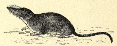 Fig. 1. Dvergspidsmus (Sorex pygmæus). Lidt formindsket. Fig. 1. Dvergspidsmus (Sorex pygmæus). Lidt formindsket.