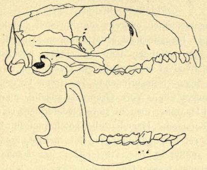 Fig. 4. Pindsvin. Hovedskal. Naturlig Størrelse.