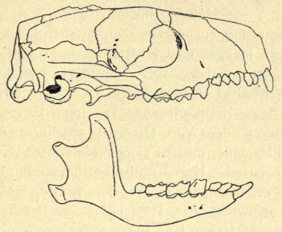 Fig. 4. Pindsvin. Hovedskal. Naturlig Størrelse.