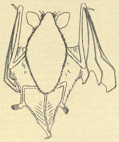 Fig. 11. Skjægflagermus. Set fra Ryggen. Naturlig Størrelse. Nærmest<bfor at vise, at ingen fri Hudlap findes bag Sporebrusken ved Hælen.<b